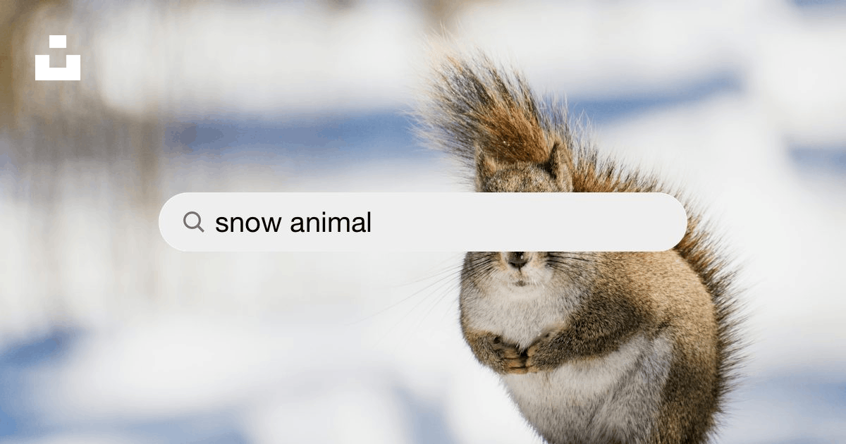 Snow Animal Pictures | Download Free Images on Unsplash