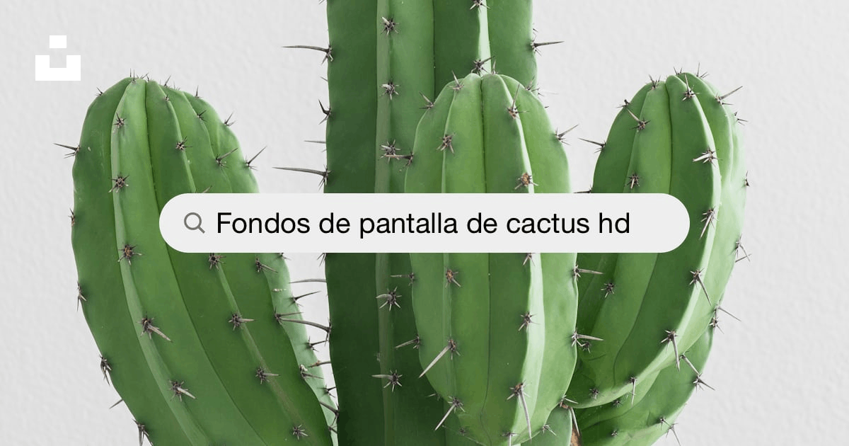 Fondos de pantalla de cactus: Descarga HD gratuita [500+ HQ] | Unsplash