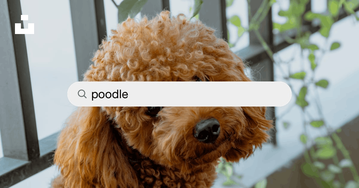 1000+ Poodle Pictures | Download Free Images on Unsplash