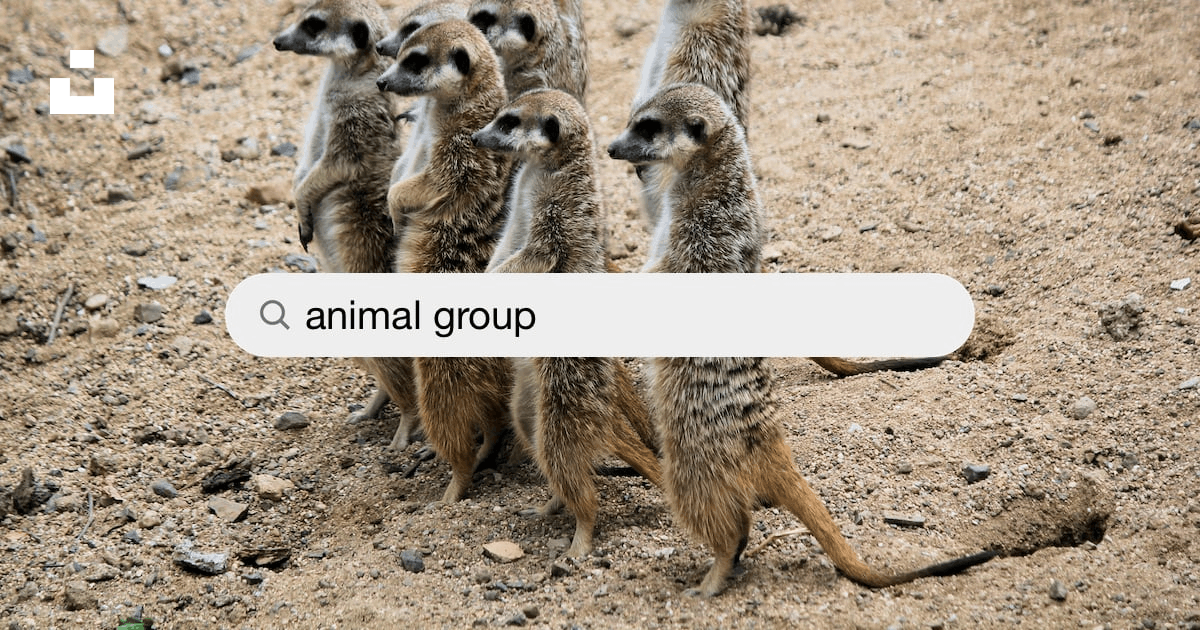 Animal Group Pictures | Download Free Images on Unsplash