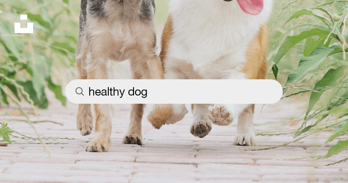Dogs: Exploring Dogs' Health: A Gateway to Canine Wellness  thumbnail