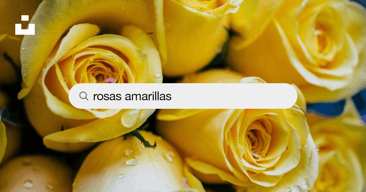 Imágenes de Rosas Amarillas | Descarga imágenes gratuitas en Unsplash