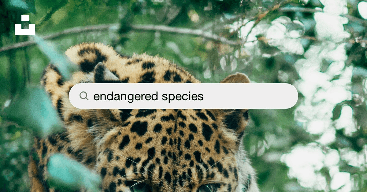 500+ Endangered Species Pictures [HD] | Download Free Images on Unsplash