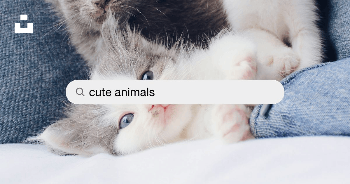 1K+ Cute Animals Pictures | Download Free Images on Unsplash