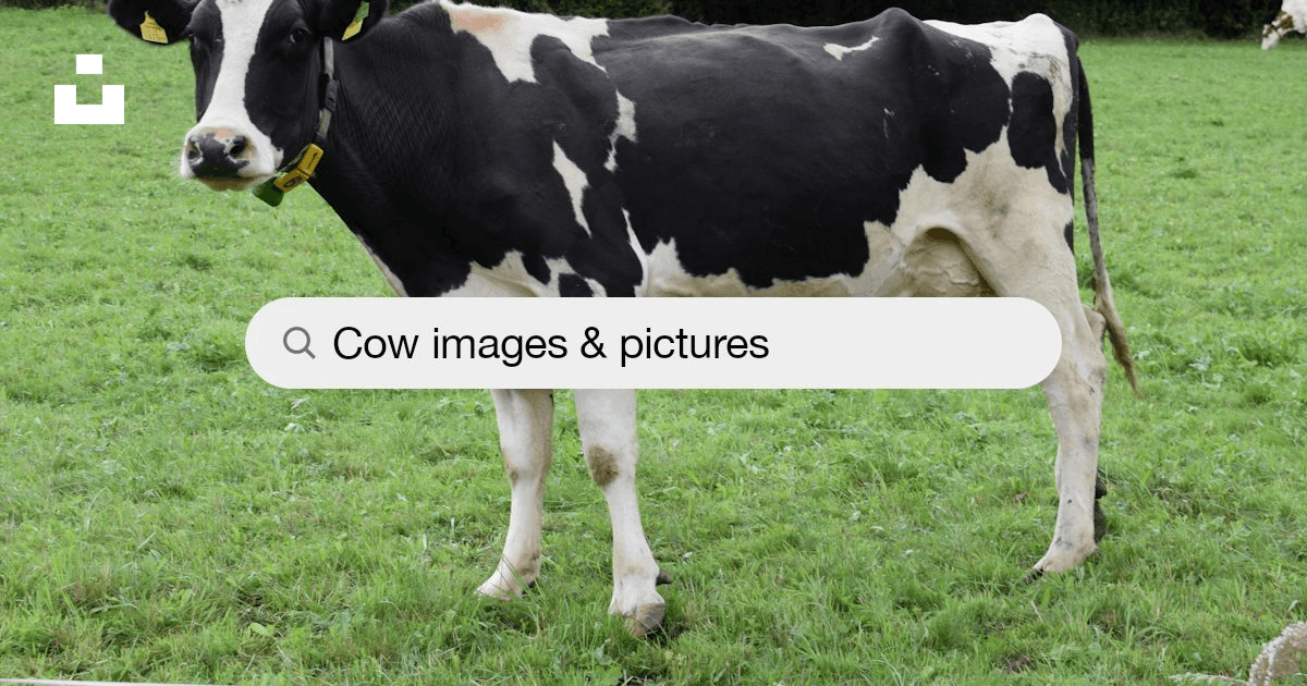 20+ Best Free Cow Pictures & Stock Photos on Unsplash