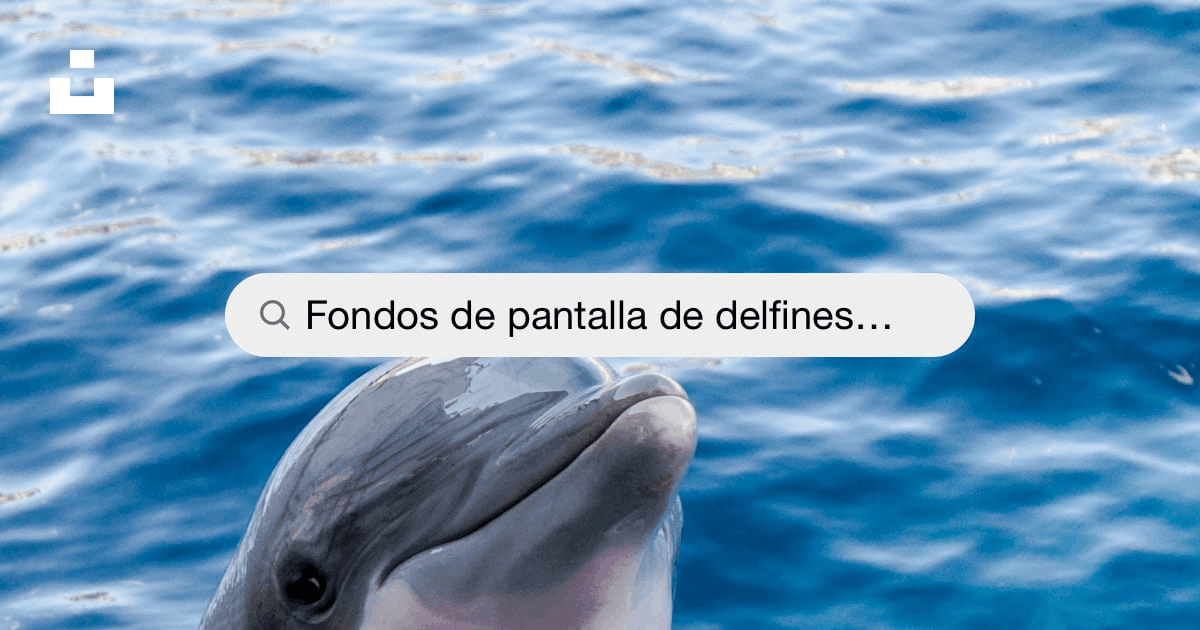 Fondos de pantalla de delfines: Descarga HD gratuita [500+ HQ] | Unsplash
