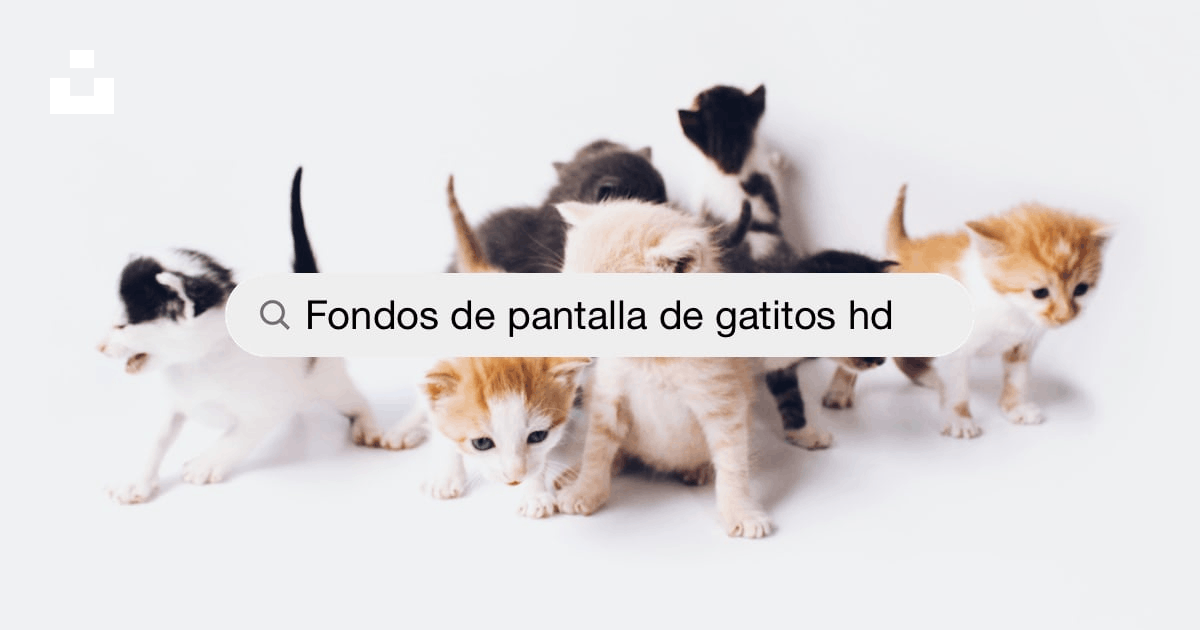 Fondos de pantalla de gatitos: Descarga HD gratuita [500+ HQ] | Unsplash