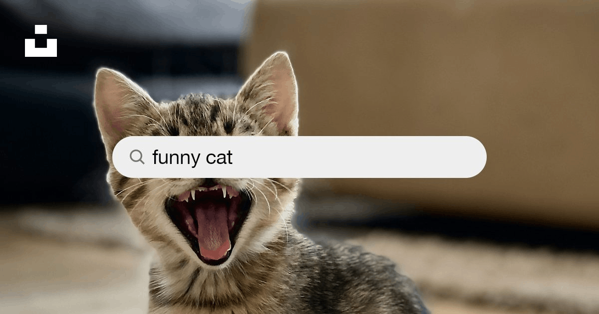 1500+ Funny Cat Pictures | Download Free Images on Unsplash