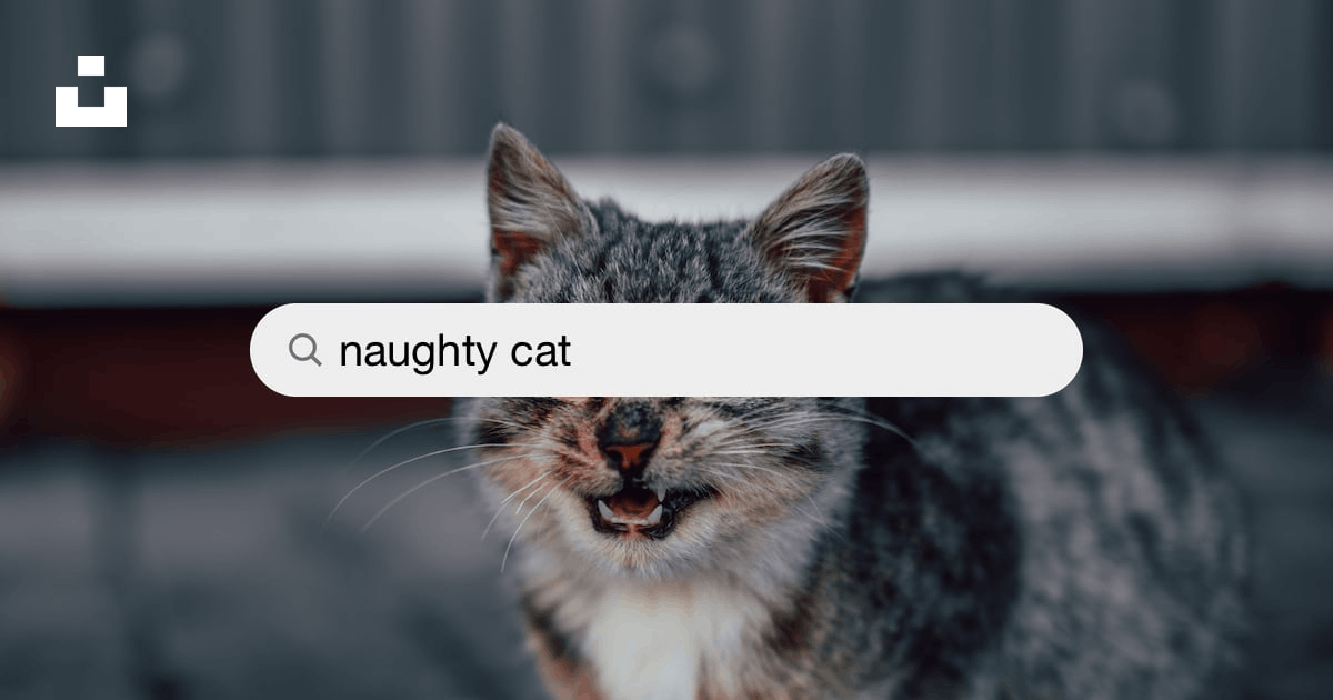 Naughty Cat Pictures | Download Free Images on Unsplash
