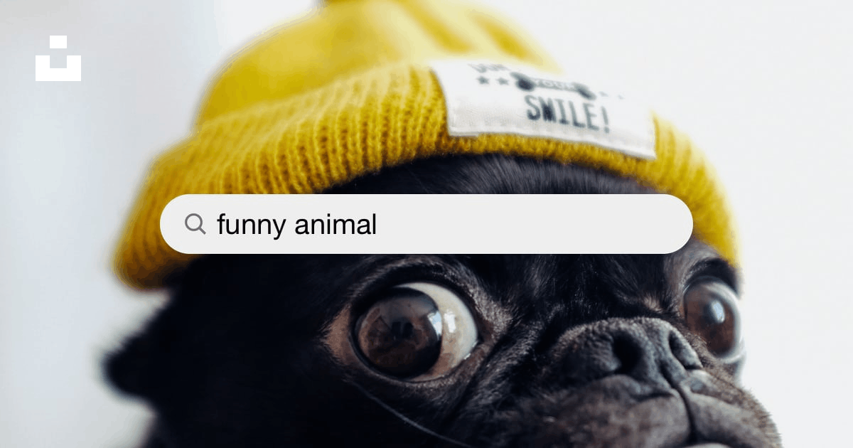 Funny Animal Pictures [HD] | Download Free Images on Unsplash