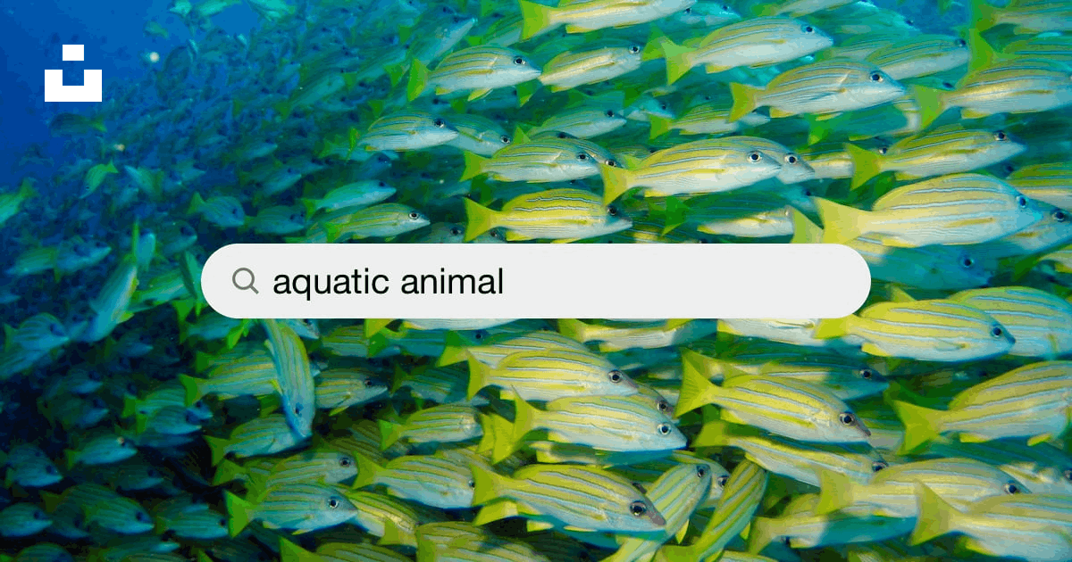 Aquatic Animal Pictures | Download Free Images on Unsplash
