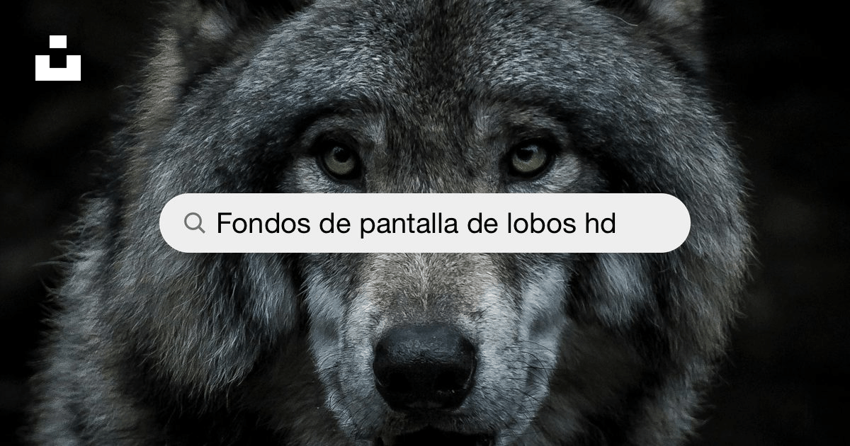 Wolf Wallpapers: Descarga HD gratuita [500+ HQ] | Unsplash