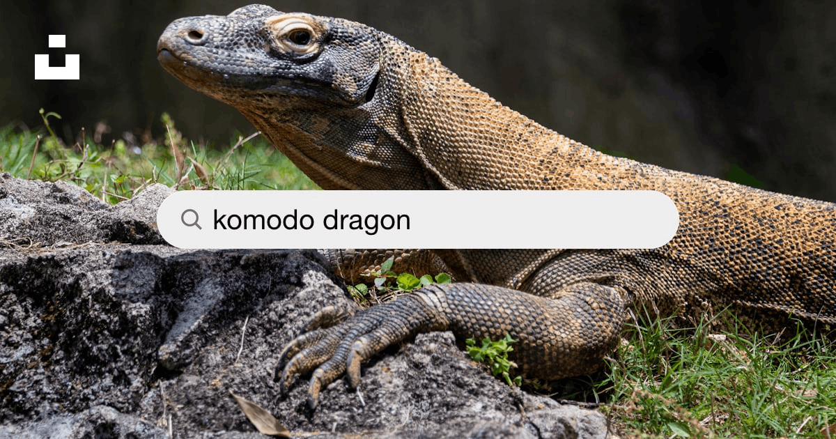 Komodo Dragon Pictures | Download Free Images on Unsplash