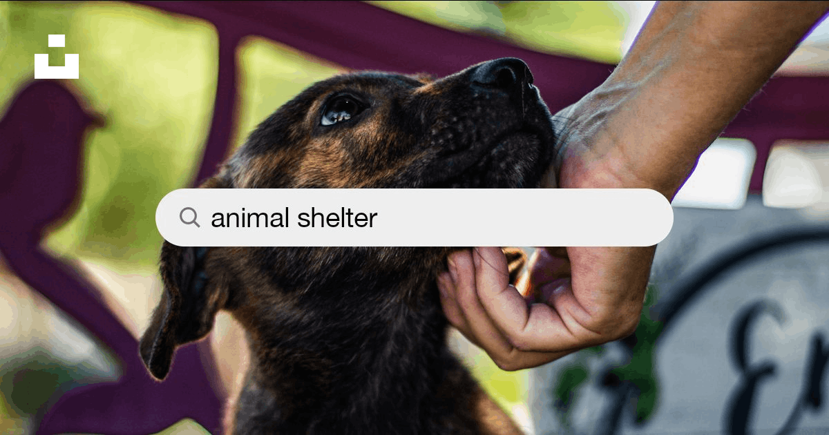 Animal Shelter Pictures | Download Free Images on Unsplash