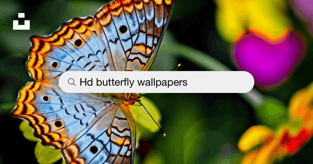 Butterfly Wallpapers: Free HD Download [500+ HQ] | Unsplash