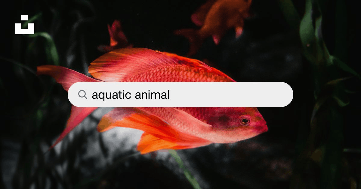Aquatic Animal Pictures | Download Free Images on Unsplash