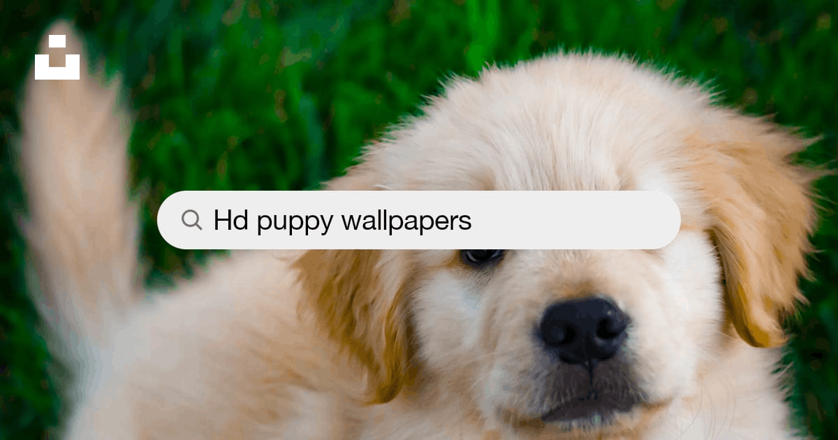 Puppy Wallpapers: Free HD Download [500+ HQ] | Unsplash