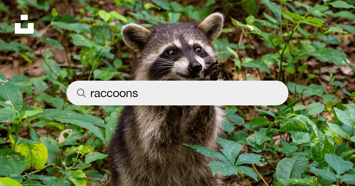 Raccoons Pictures | Download Free Images on Unsplash