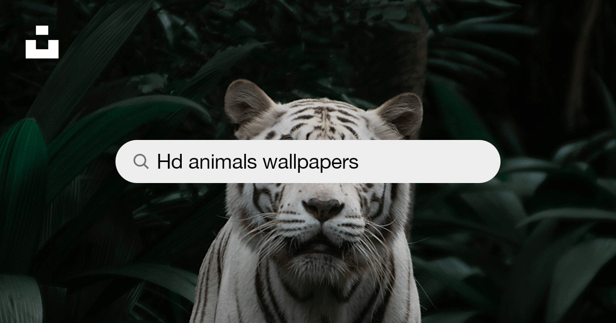 Animals Wallpapers: Free HD Download [500+ HQ] | Unsplash