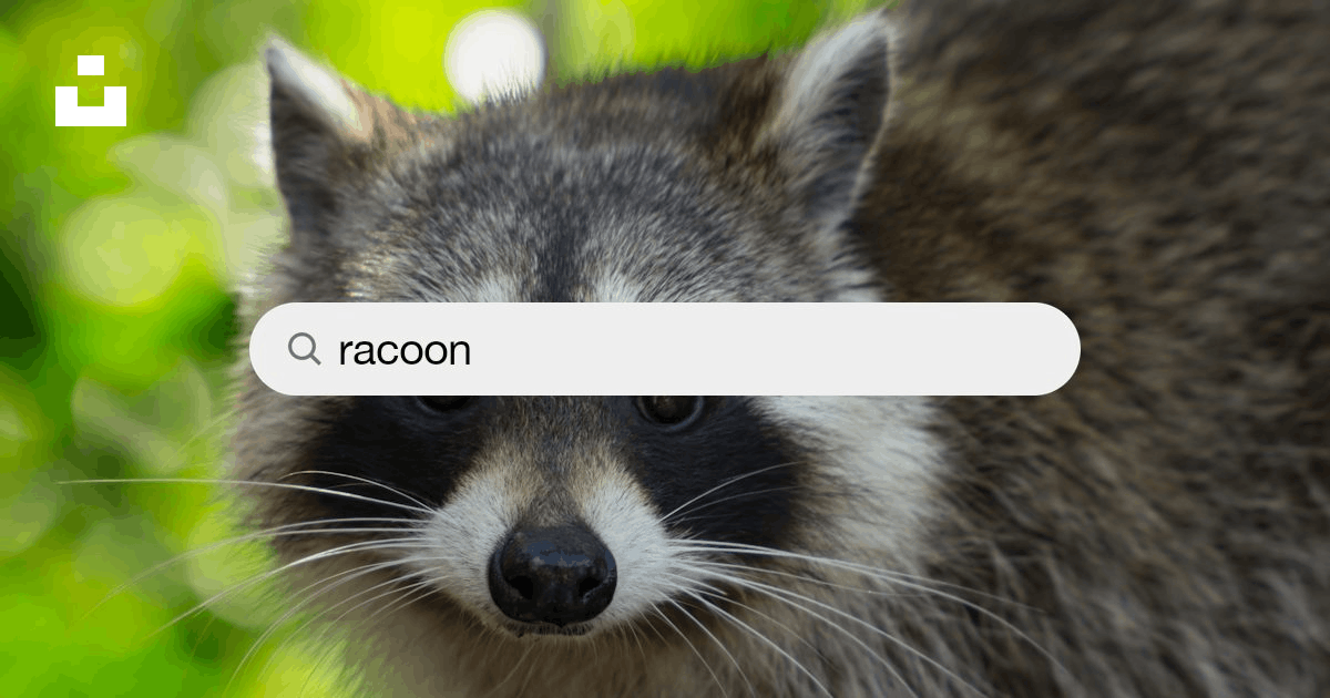 30k+ Racoon Pictures | Download Free Images on Unsplash