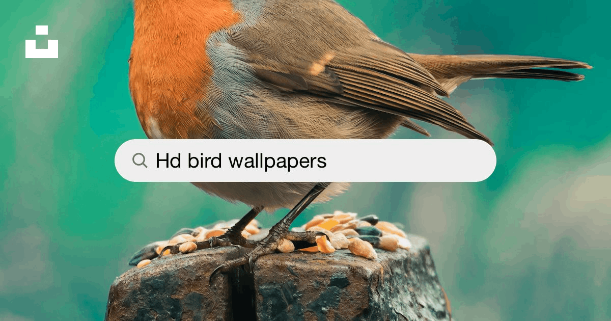 Bird Wallpapers: Free HD Download [500+ HQ] | Unsplash