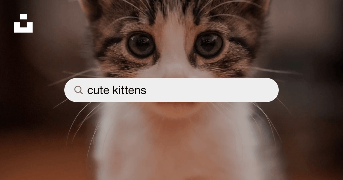 Cute Kittens Pictures | Download Free Images on Unsplash