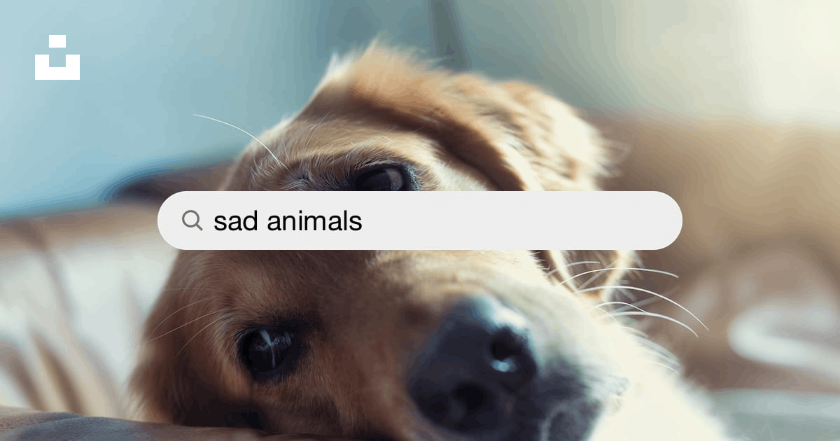 Sad Animals Pictures | Download Free Images on Unsplash