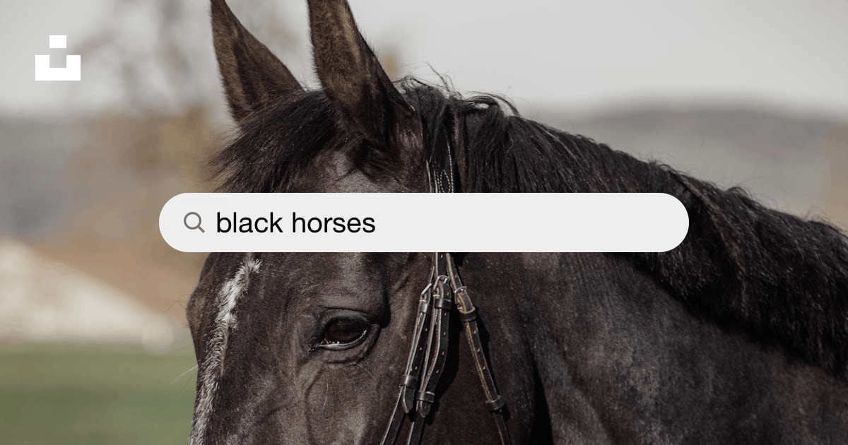 Black Horses Pictures | Download Free Images on Unsplash