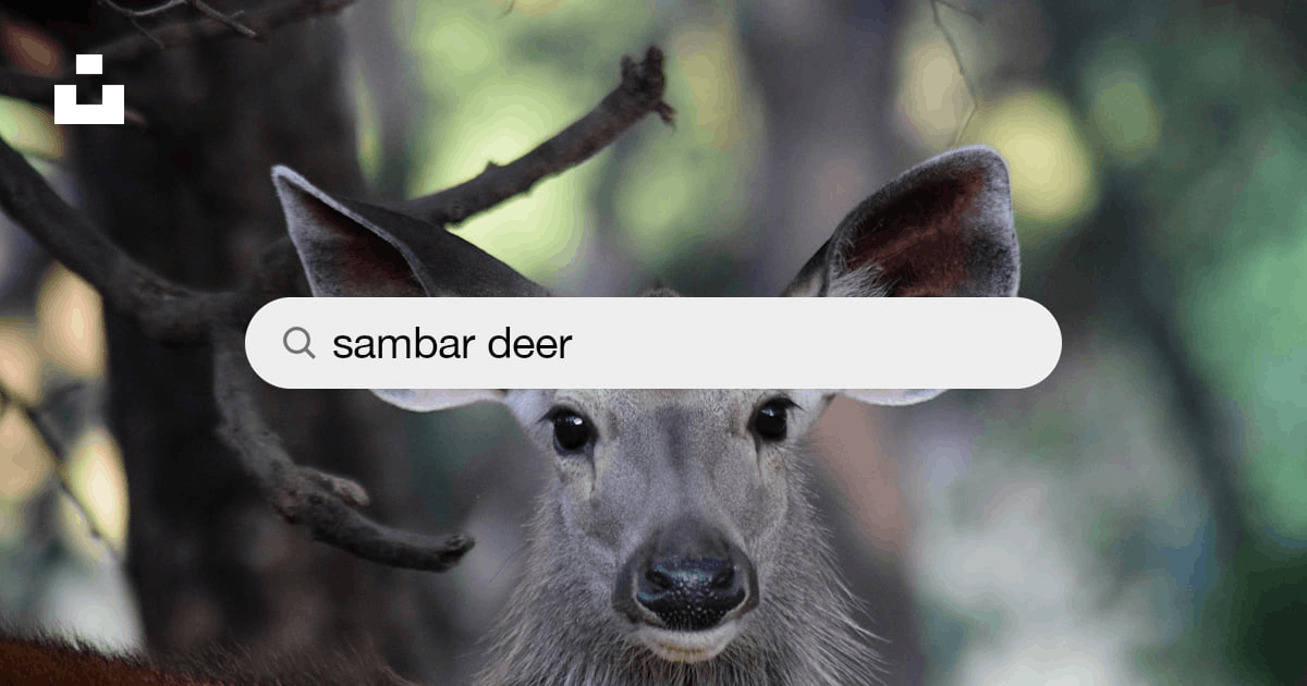 Sambar Deer Pictures | Download Free Images on Unsplash