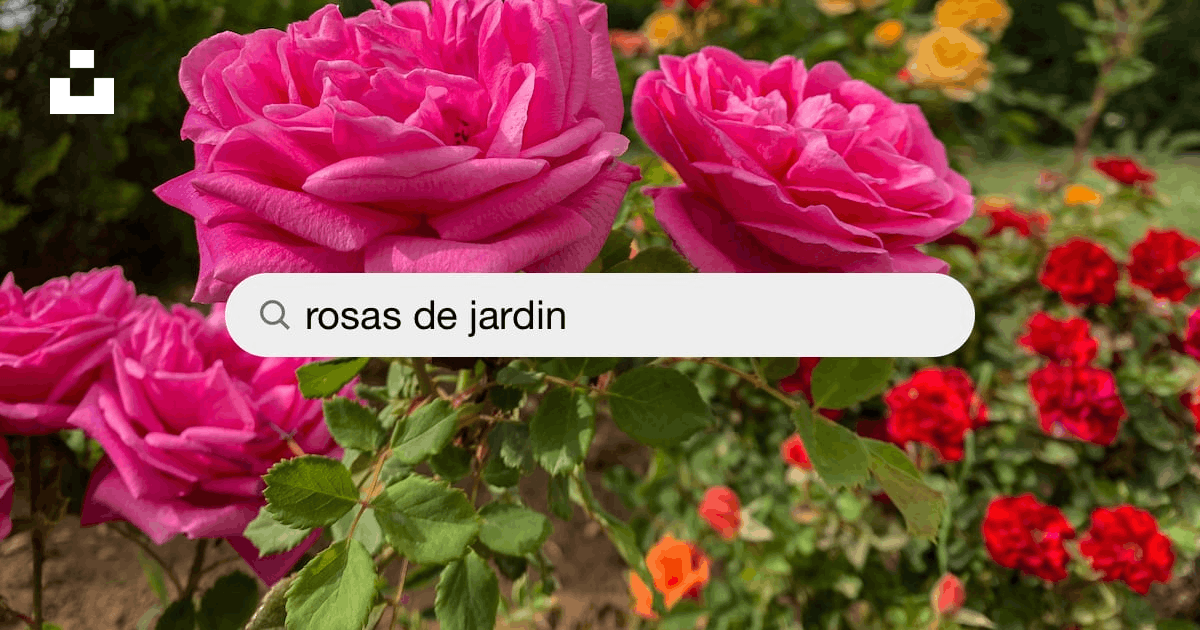 Imágenes de Rosas De Jardin | Descarga imágenes gratuitas en Unsplash