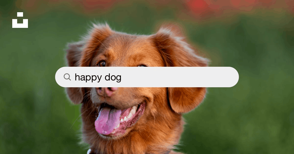 Canine Wellness: Exploring the Connection Between Dogs' Health and Canine Wellness thumbnail