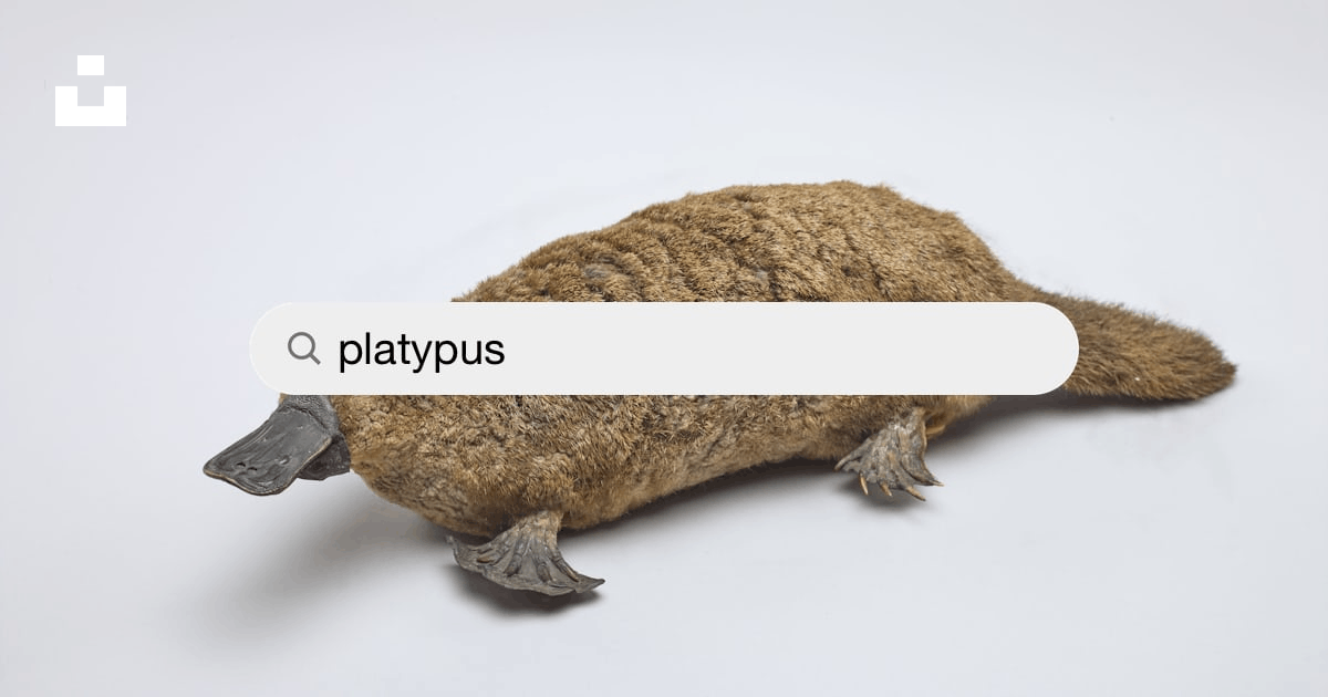Platypus Pictures | Download Free Images on Unsplash