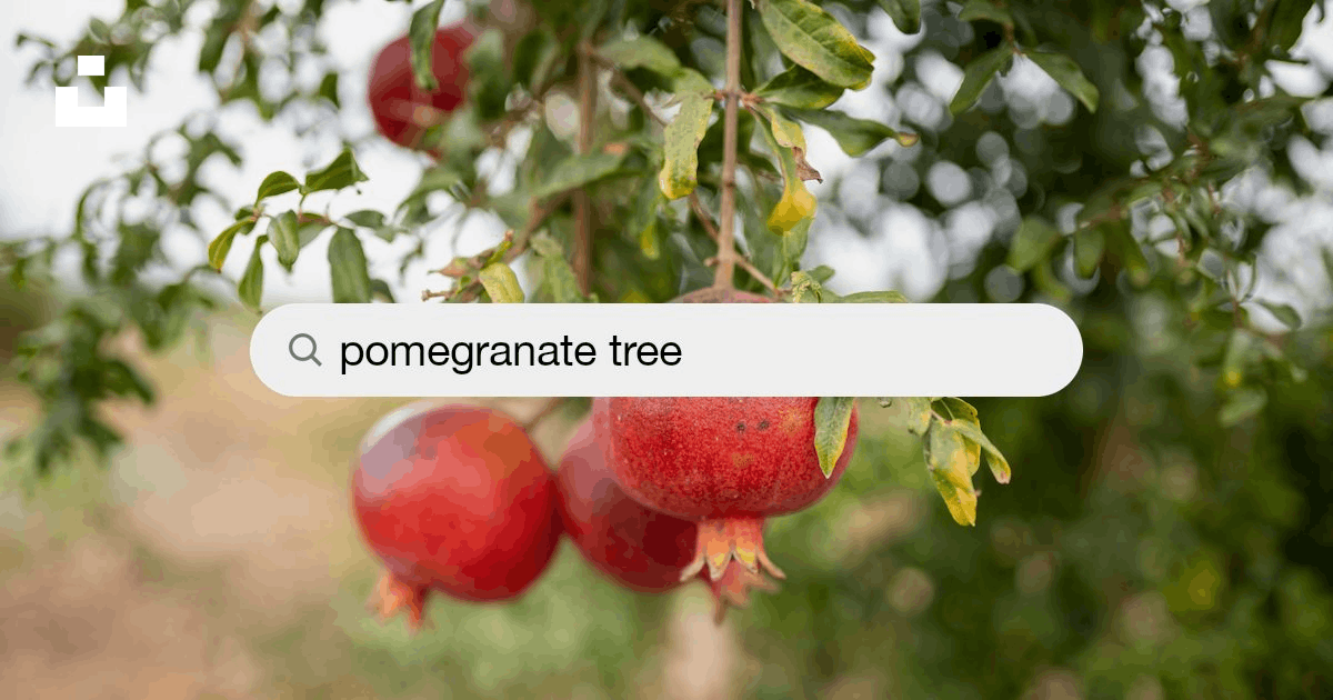 Pomegranate Tree Pictures | Download Free Images on Unsplash