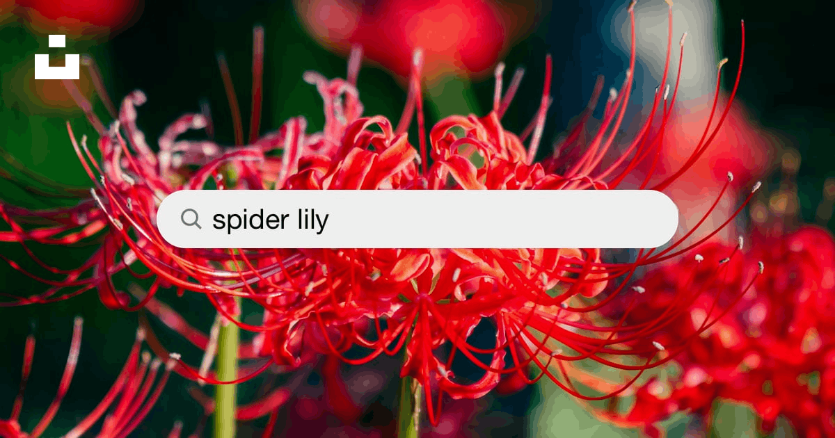 Spider Lily Pictures | Download Free Images on Unsplash