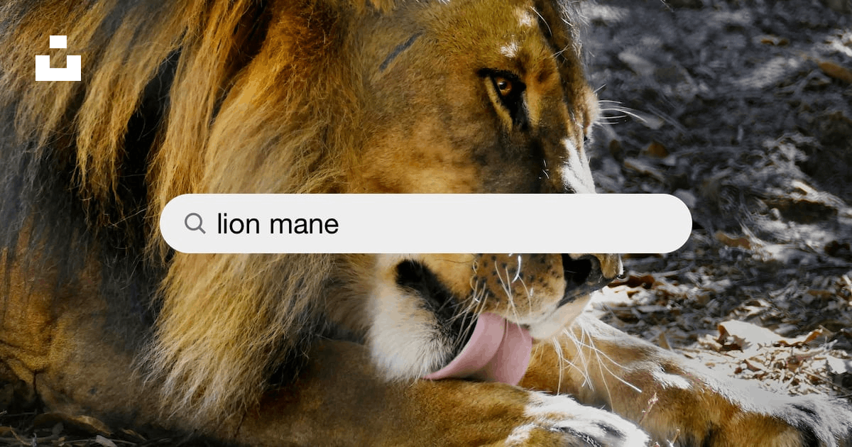 Lion Mane Pictures | Download Free Images on Unsplash