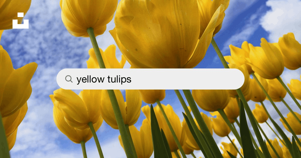 Yellow Tulips Pictures Free