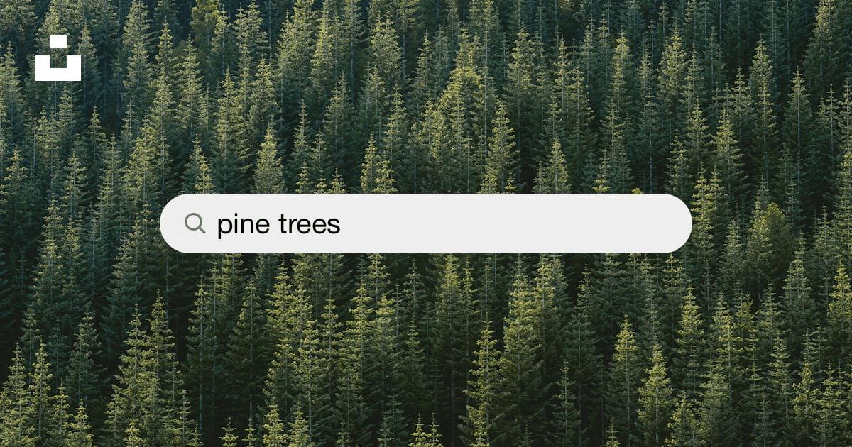 Pine Trees Photos, Download The BEST Free Pine Trees Stock Photos