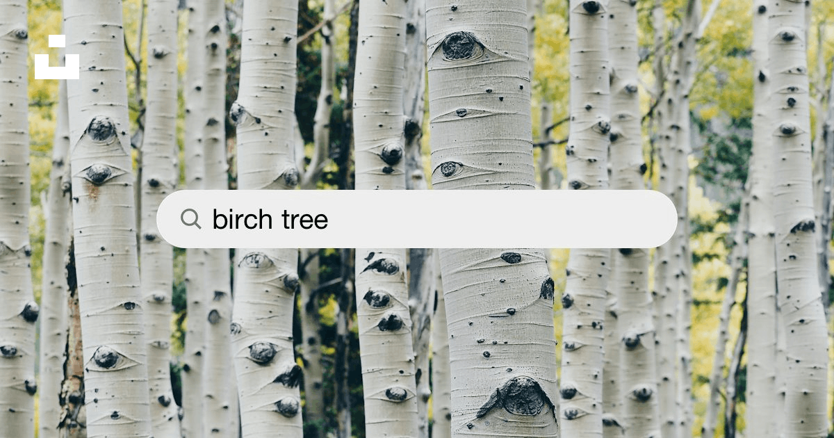 500+ Birch Tree Pictures [HD]  Download Free Images on Unsplash