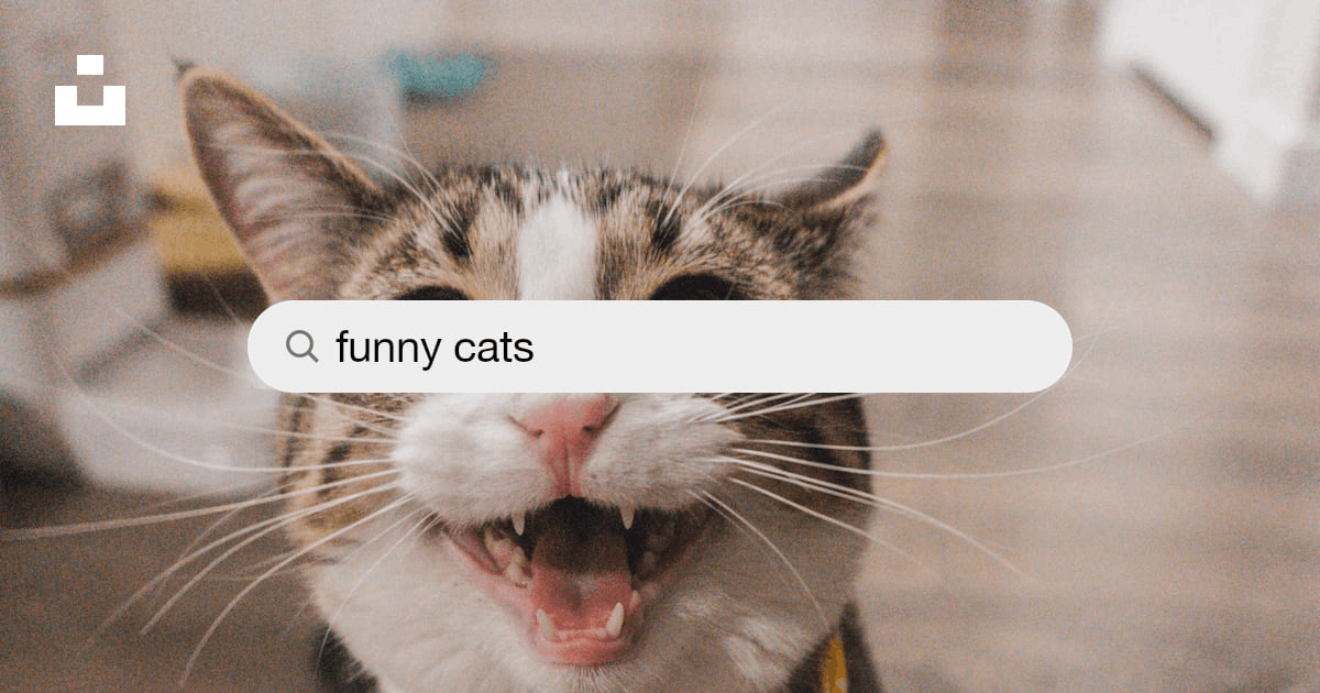 50,000+ Funny Cats Pictures  Download Free Images on Unsplash