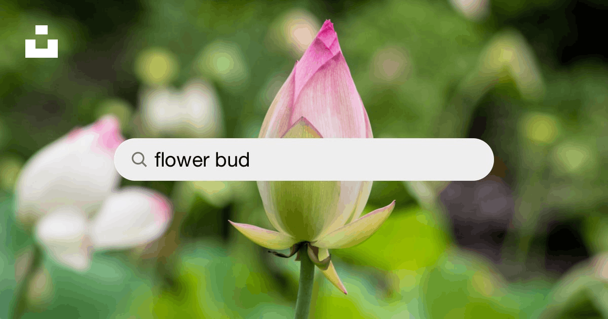 8,800+ Flower Bud Opening Stock Photos, Pictures & Royalty-Free