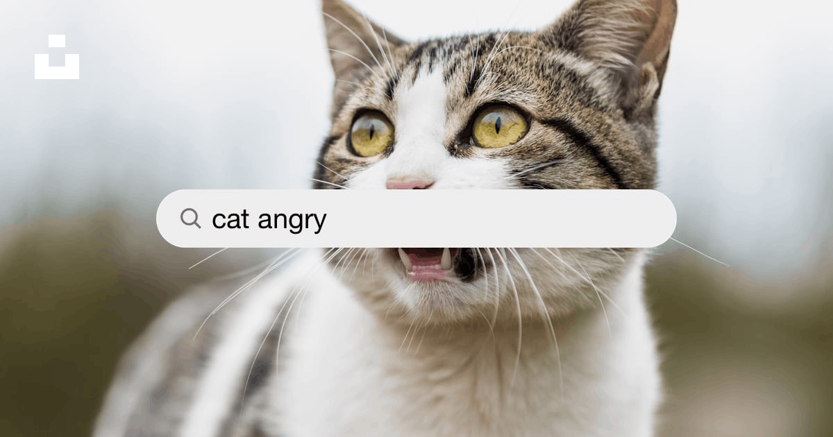 Angry Cat Pictures  Download Free Images on Unsplash