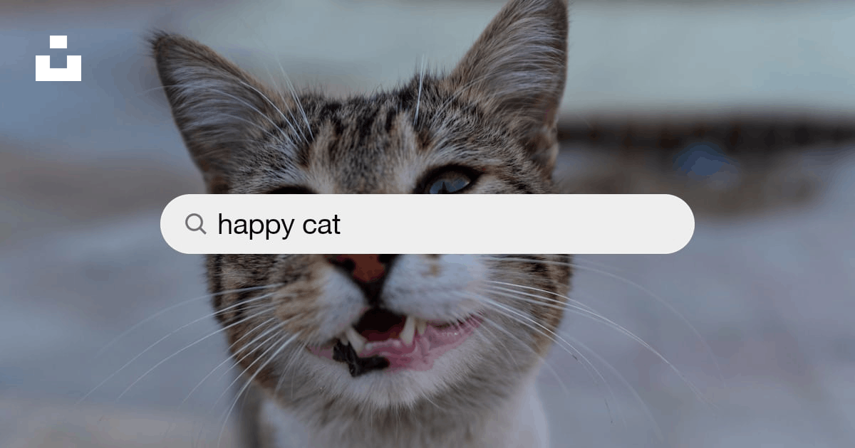 50,000+ Happy Cat Pictures  Download Free Images on Unsplash