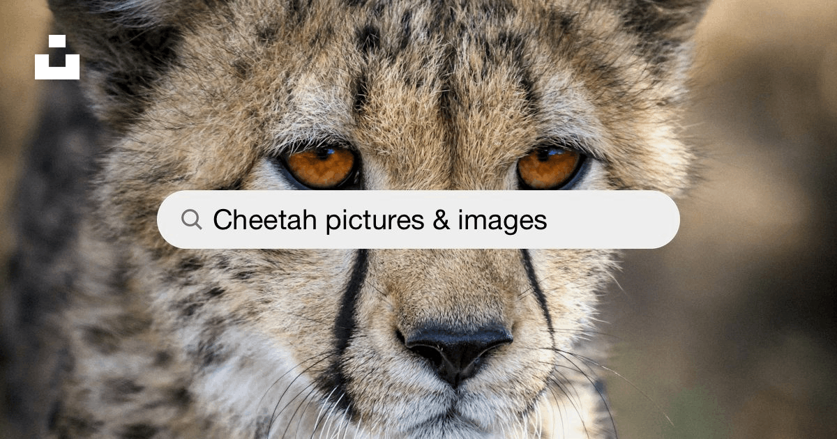 500+ Wild Animal Pictures [HD]  Download Free Images on Unsplash