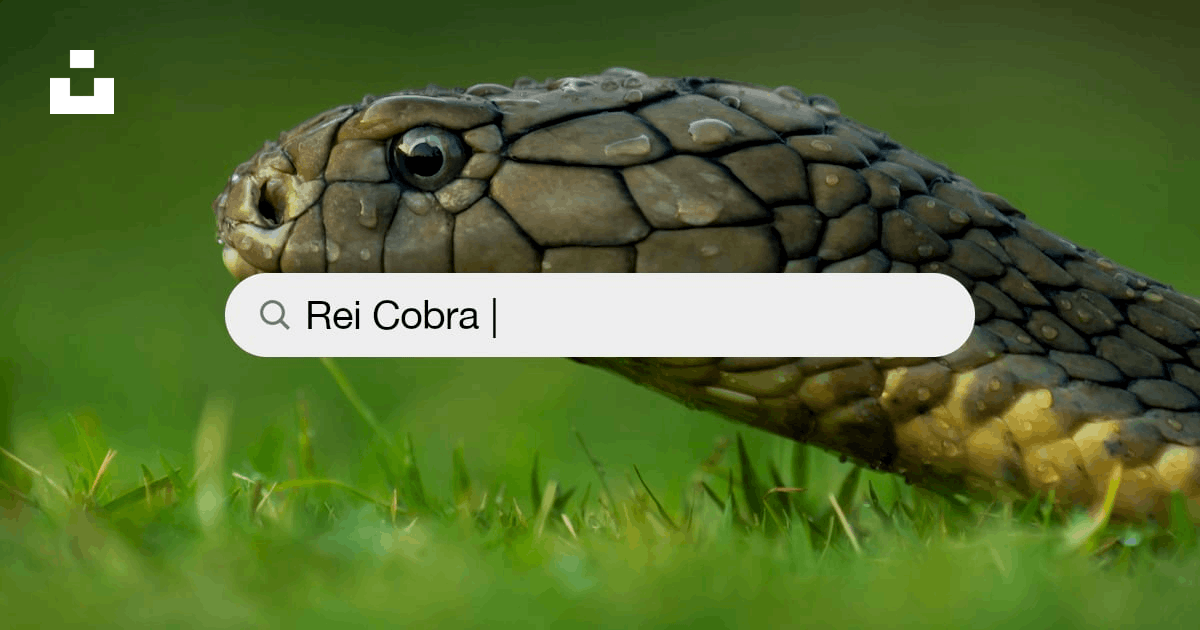Rei Cobra Azul - Imagens grátis no Pixabay - Pixabay