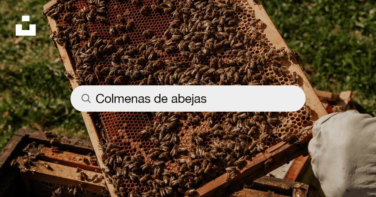 30k+ Imágenes de colmenas de abejas