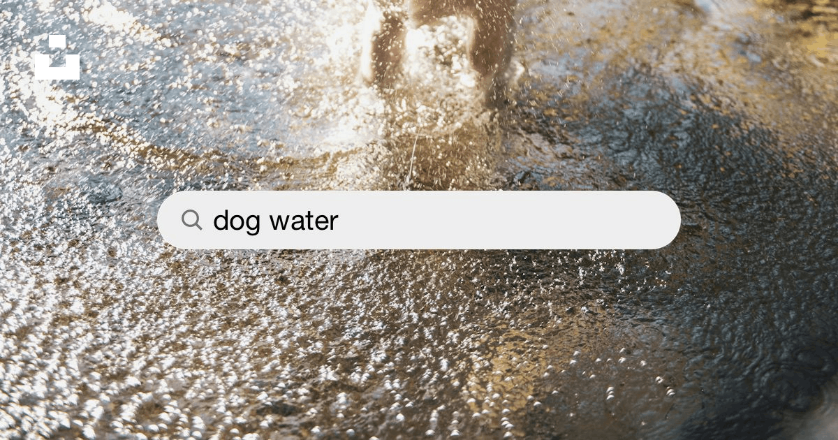 Dog Water Pictures  Download Free Images on Unsplash