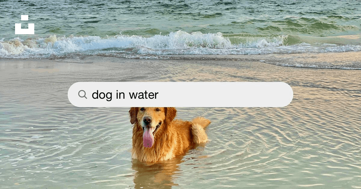 Dog Water Pictures  Download Free Images on Unsplash