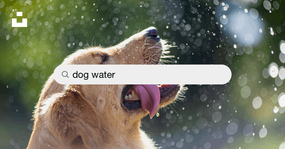 Dog Water Pictures  Download Free Images on Unsplash