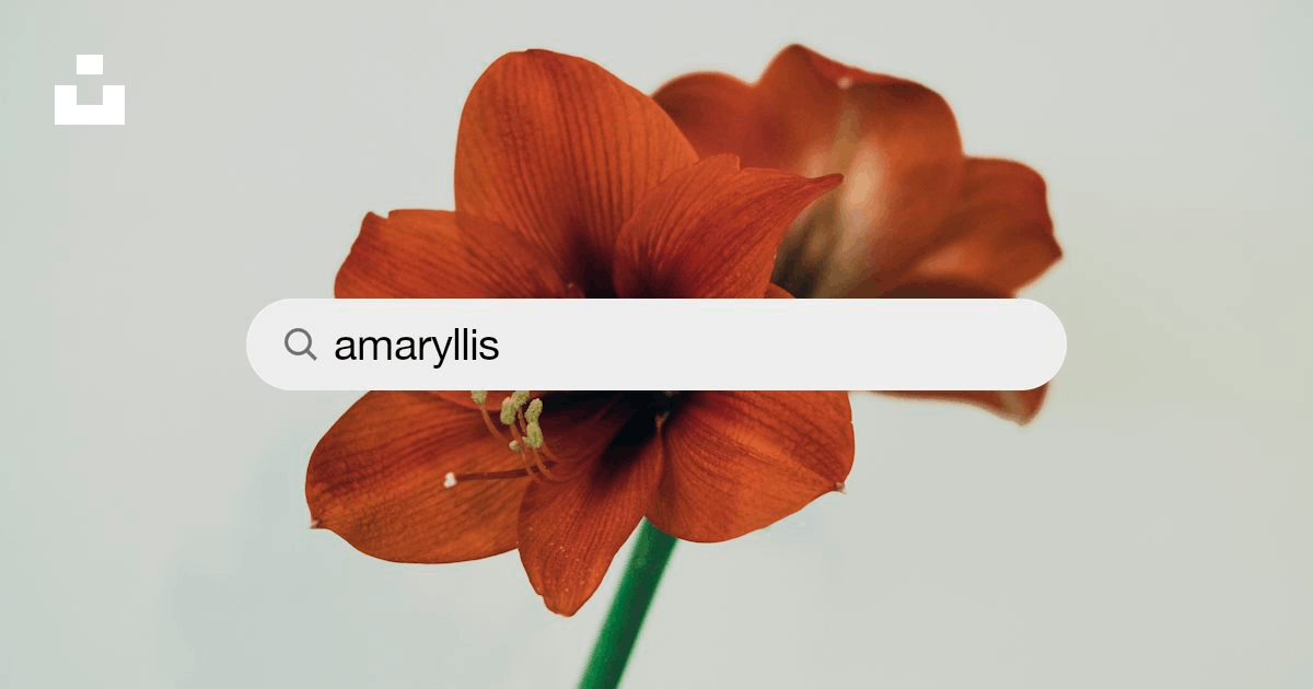 Amaryllis Pictures Free