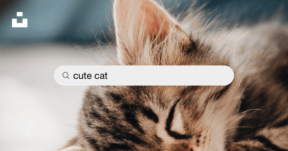 750+ Cute Cat Pictures  Download Free Images on Unsplash